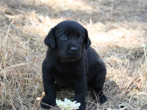 crate training potty training labrador puppy lab puppy housebreaking