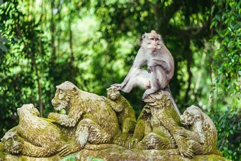 A Date with Nature, Exploring Ubud's Monkey Forest in Bali