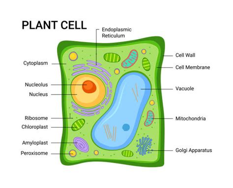 1,400+ Plant Cell Diagram Stock Photos, Pictures & Royalty-Free Images - iStock