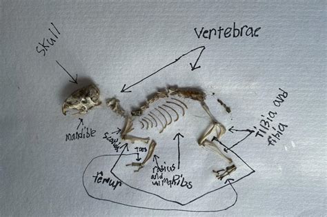 Owl Pellet Dissection - Emmymade