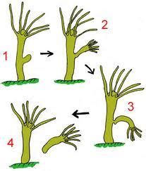 Budding Of Asexual Reproduction |Genetic Engineering Info