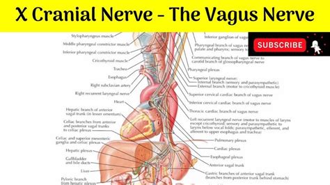 Tenth Cranial Nerve - The Vagus Nerve | Nucleus of Origin | Course | Rel... | Vagus nerve ...