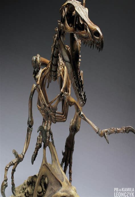 Master Fossil Velociraptor Skeleton | Dinosaur fossils, Prehistoric ...