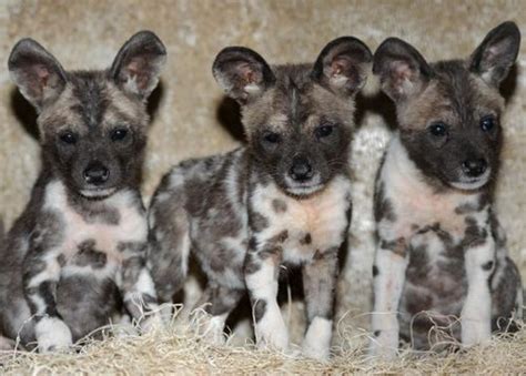 Ten (10!!!) African Wild Dog Puppies Born at Brookfield Zoo - ZooBorns