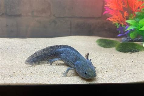 Blue Axolotl (Black Melanoid Axolotl): Pictures, Info & Care Guide ...