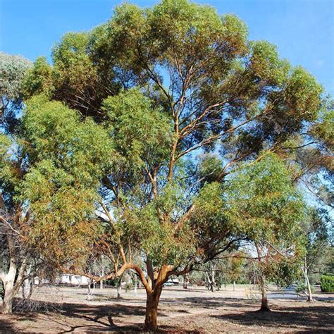 EUCALYPTUS salubris - Eucalyptus – Australian Seed