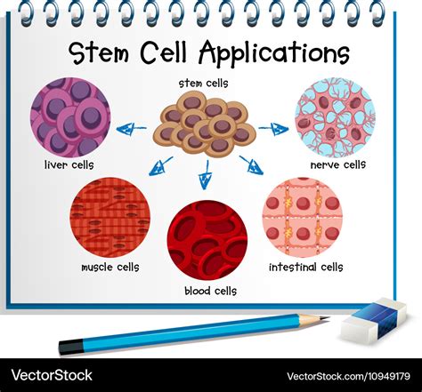 Diagram showing different stem cell applications Vector Image