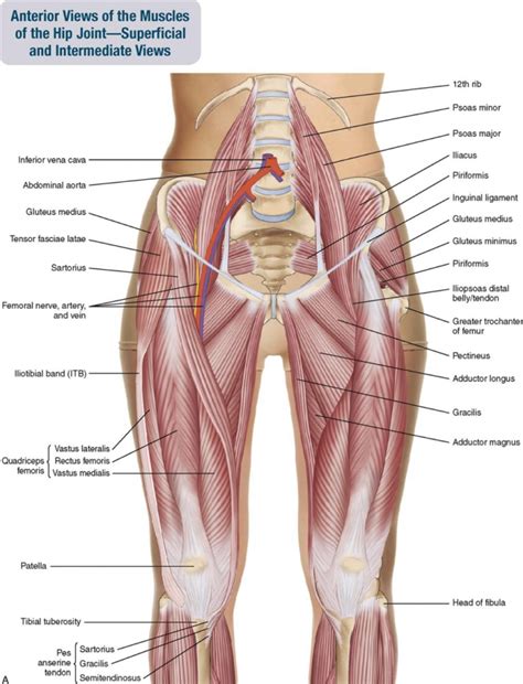 Anatomy of the Hip Joint, Hip Bones, Ligaments, Muscles, hip bones - mi-pro.co.uk