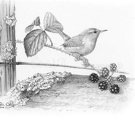 A pencil drawing of a wren – The Hazel Tree