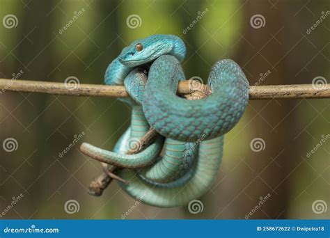 Blue Insularis Snake (Trimeresurus Insularis) White-lipped Island Pit Viper Stock Photo - Image ...