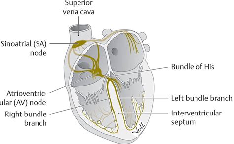 Heart Anatomy Sa Node | Images and Photos finder