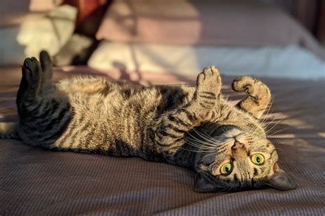 Why Do Cats Roll Around on Their Backs? 5 Typical Reasons | Hepper