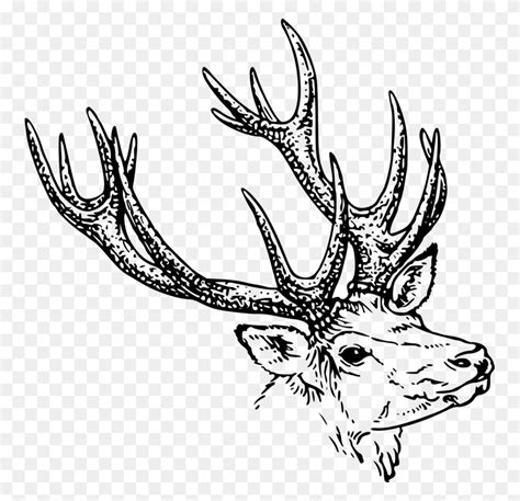 White Tailed Deer Reindeer Moose Elk - Reindeer Head Clipart - FlyClipart
