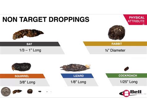 Rodent Droppings Identification Chart