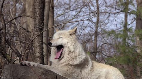 Howl out loud. Howl out strong! - YouTube