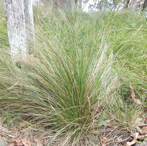 Tussock / LANDSCAPING Grass - Poa Labillardieri *Native* seeds ...