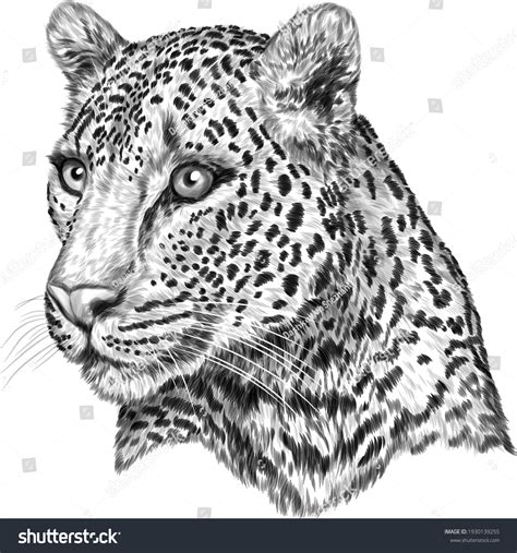 Leopard Portrait White Black Sketch Vector Stock Vector (Royalty Free ...