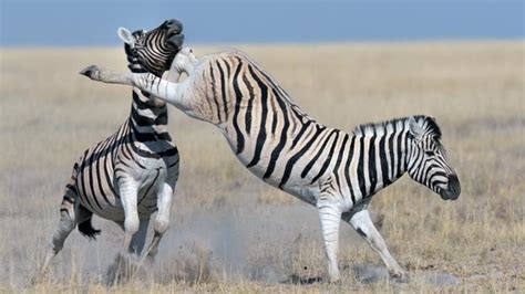 BBC - Earth - The most powerful punches and kicks of all time