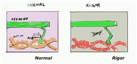 Rigor Mortis: Stages, Muscle Contraction, ATP & Applications