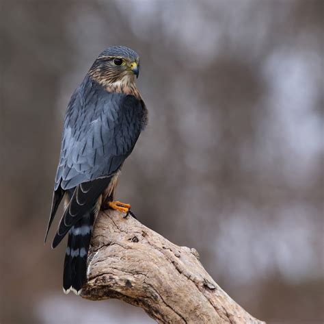 Merlin Bird Facts | Falco Columbarius