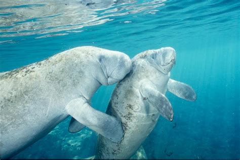 Swim with Manatees in Crystal River from Orlando