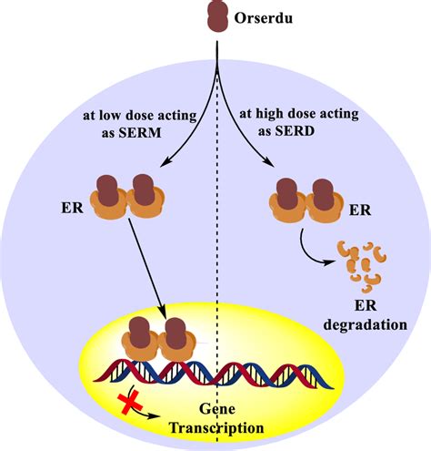 Mechanism of action of Orserdu as SERM and SERD | Download Scientific Diagram