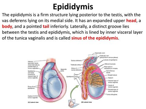 PPT - Inguinal Region & Secrotum PowerPoint Presentation, free download - ID:1424523