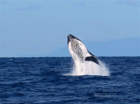 Humpback whales | Humpback whale, Whale, Great barrier reef