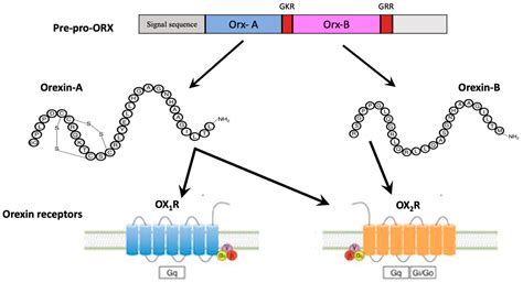 IJERPH | Free Full-Text | Physiological Role of Orexinergic System for ...