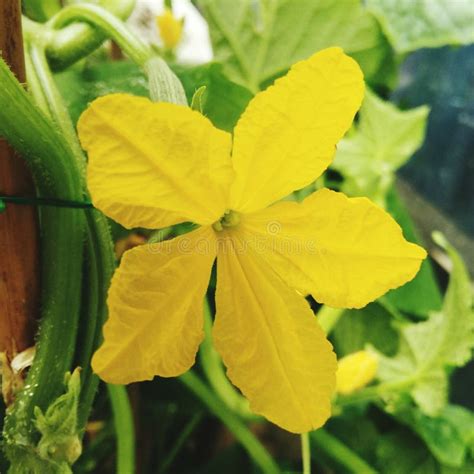 Yellow cucumber flower stock photo. Image of cucumber - 96288436