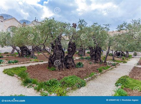 Gethsemane Garden at Mount of Olives, Jerusalem, Israel Stock Photo ...