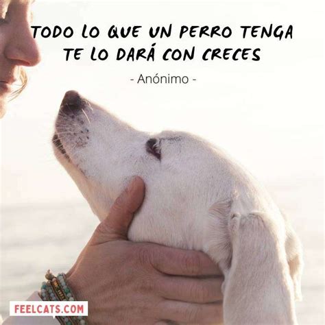 70 Frases de Perros TOP con imágenes y fotos | FeelCats