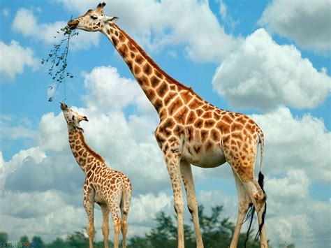 Download A Baby Giraffe's Feeding Time Wallpaper | Wallpapers.com