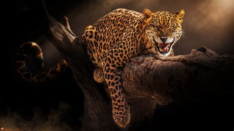 Angry Face Of Jaguar HD Jaguar Wallpapers | HD Wallpapers | ID #63413