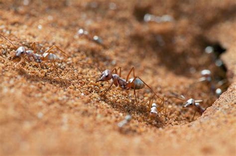 Silver coat lets Saharan ants withstand scorching desert heat | New ...