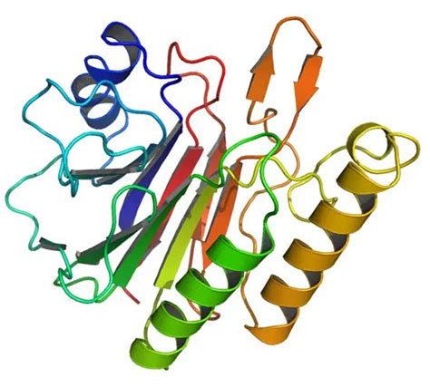 Bioquímica : Proteínas: Estructura tridimensional y función