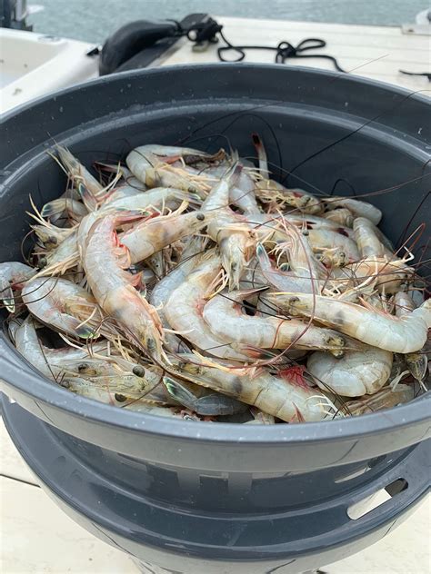 Shrimp Fishing | Hilton Head Fishing Charters