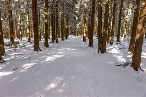 Winter Hiking Trail in the Thuringian Forest Stock Image - Image of ...