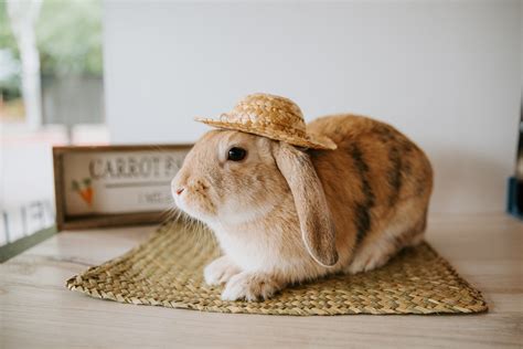 Hay — Rabbit Advocates