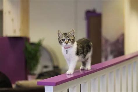 We're FINALLY getting a cat cafe in West Yorkshire - Huddersfield Examiner