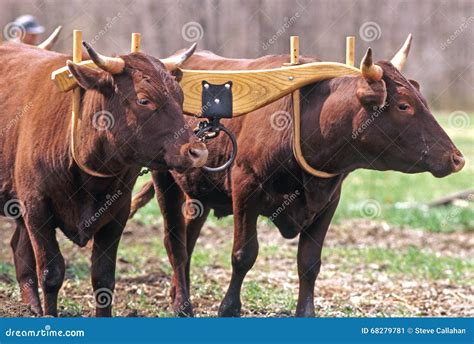 256 Yoke Oxen Stock Photos - Free & Royalty-Free Stock Photos from ...