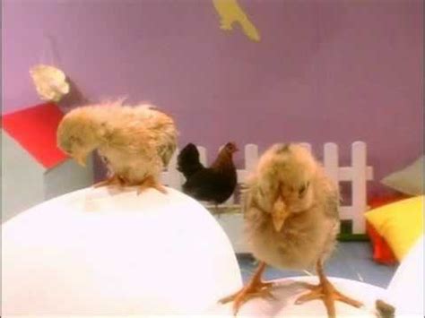 Kids And Pets Chicks - YouTube