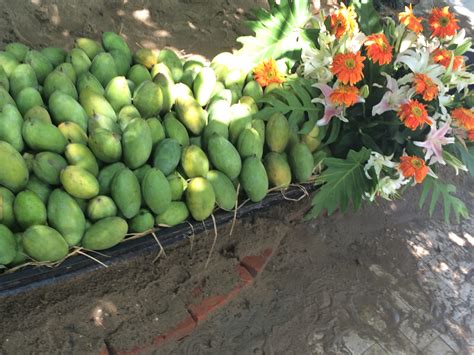 It's Mango Season! - Myanmar Naturally