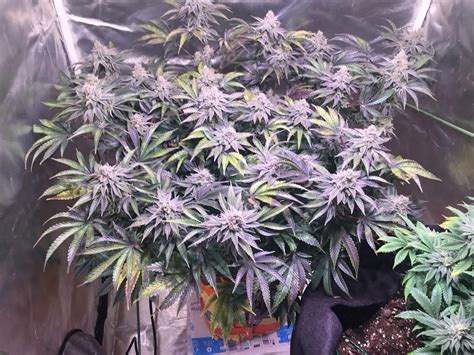 Barney's Farm Glookies grow diary (journal) harvest15 by Greazy77 ...