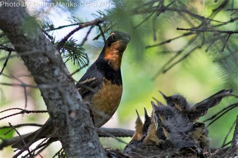 Varied Thrush - East Cascades Audubon Society