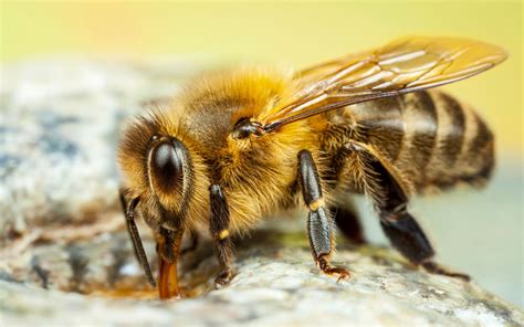 Insect European Honey Bee Honey Scientific Name Of Bee Apis Mellifera Macro Photography ...