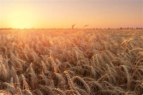 Wheat fields of Ukraine stock photo. Image of lights - 135431670