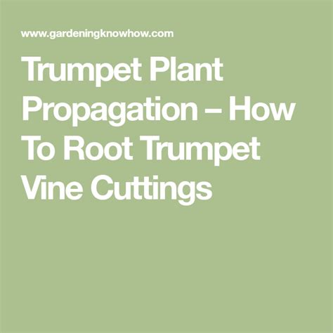 Trumpet Plant Propagation – How To Root Trumpet Vine Cuttings | Trumpet vine, Propagating plants ...