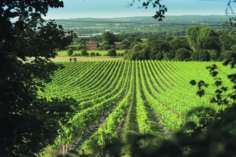 The best of British wine: top vineyards for wine-tasting in the UK - Living 360