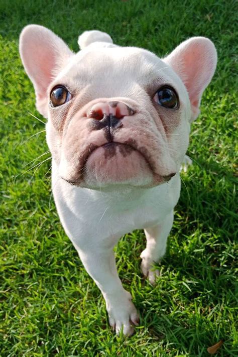 French Bulldog Puppies (25 Perfect Pups) - Talk to Dogs